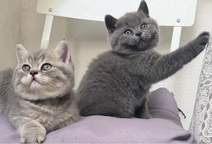 Wunderschöne Britisch Kurzhaar (BKH) Kitten  Bild 3