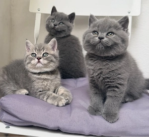 Wunderschöne Britisch Kurzhaar (BKH) Kitten 