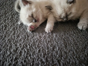 BKH Seal Point Kitten