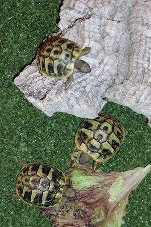 Schildkrötenbabies-Nachzucht 2025 mit CITES-Bescheinigung
