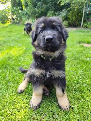 Deutsche Schäferhund Welpen lang und kurzhaarig 