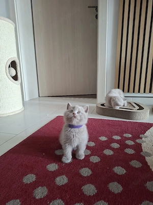 bezaubernde bkh kitten
