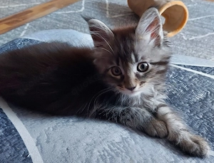 reinrassiges Maine Coon Kitten  Kater