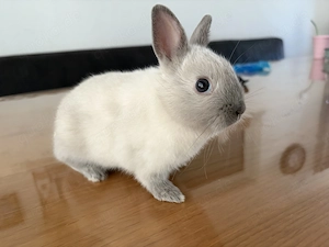 Zwergkaninchen Zwerghäschen Siam