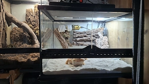 Terrarium 45x45x30 Exo Terra mit Bartagame Zuchtmännchen 