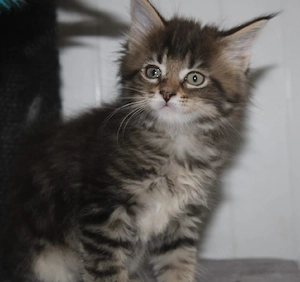 reinrassiges Maine Coon Kitten   Mädchen sucht ein schönes Zuhause