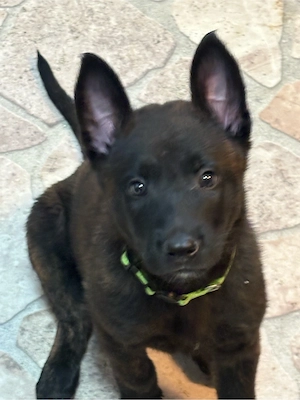Malinois X Herder 