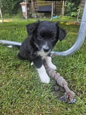 Australian shepherd mix Welpen 