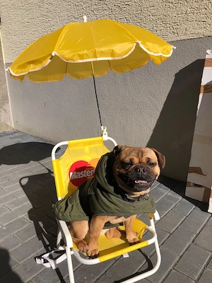 Chanel sucht ein liebevolles Zuhause 