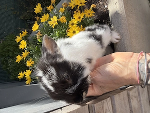 Teddy Zwergkaninchen Zwerghäschen 