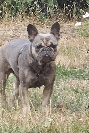 Französische bulldogge 