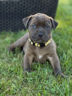 rottweiler mix welpen 