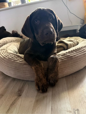 Zwei sanftmütige Labrador-Rüden suchen ein liebevolles Zuhause