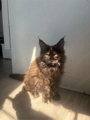 Reinrassige Maine Coon Kitten (XXL) Abgabebereit
