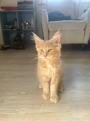 Reinrassige Maine Coon Kitten (XXL)