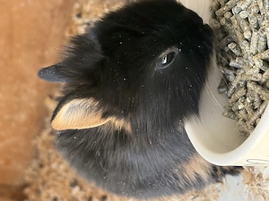 Zwergkaninchen Zwerghäschen Lohkaninchen Bild 2