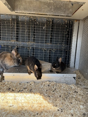 Zwergkaninchen Zwerghäschen Lohkaninchen Bild 4
