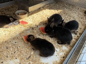 Zwergkaninchen Zwerghäschen Lohkaninchen Bild 5