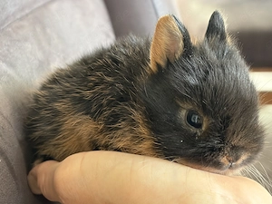 Zwergkaninchen Zwerghäschen Lohkaninchen Bild 3