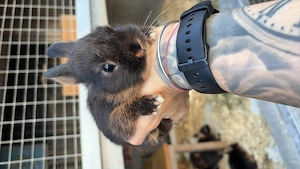 Zwergkaninchen Zwerghäschen Lohkaninchen