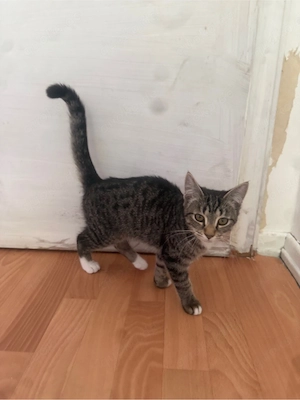 Drei kleine Kitten