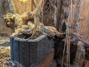 Boa constrictor imperator 