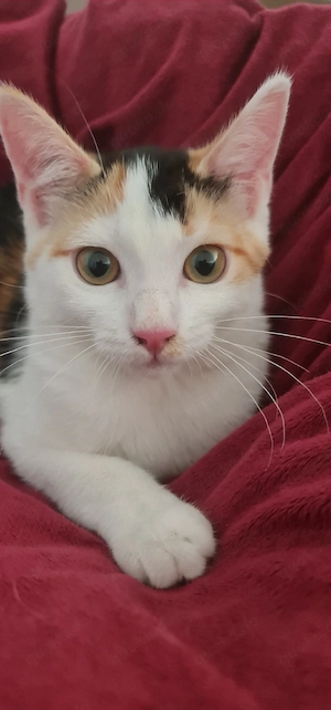 Kleine Katzen Katzenbabys 