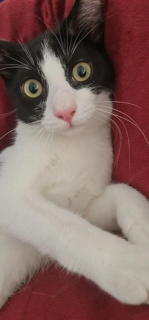Kleine Katzen Katzenbabys 