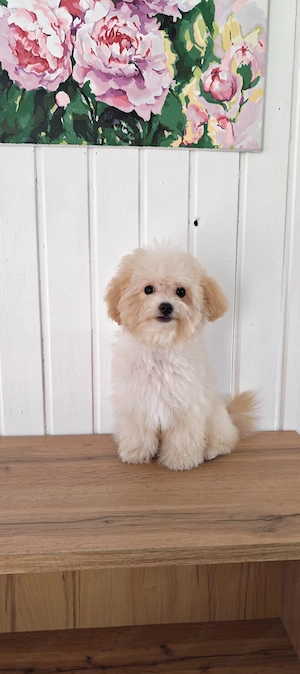 Bezaubernder Toy  Maltipoo Rüde