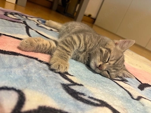 Zuckersüßes Katzenmädchen sucht neues Zuhause
