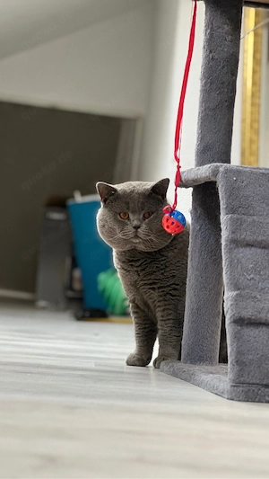 BKH Kater 
