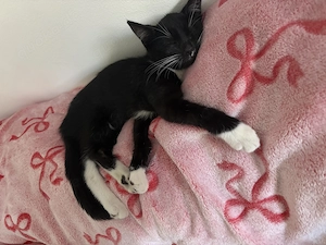 katzen kater abzugeben 