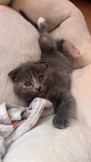 Drei besondere Kitten suchen ab Oktober ein liebevolles Zuhause
