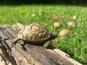 Maurische Landschildkröten NZ 2024