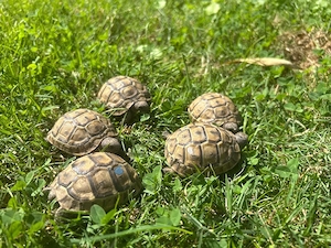 Maurische Landschildkröten NZ 2024 Bild 3