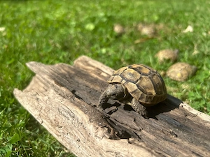Maurische Landschildkröten NZ 2024 Bild 2
