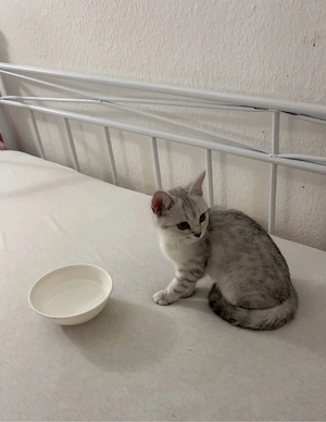 britische Kurzhaarkatze sucht neues zuhause 