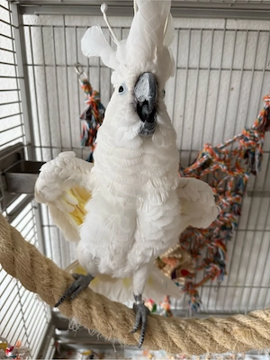 Papagei Kakadu Ronny 6 Jahre alt