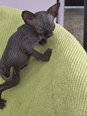 Canadische Sphinx