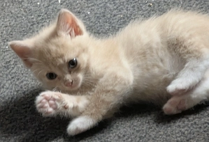 Süße Katzenkinder, Ragdoll, EKH, Mix suchen liebevolles Zuhause
