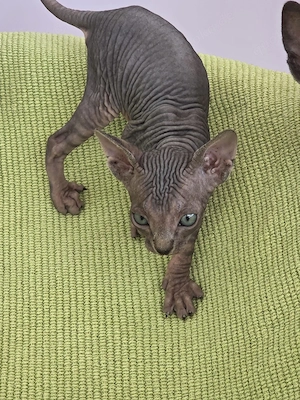 Canadische Sphinx Bild 2