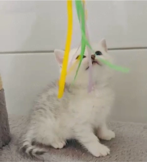 Bkh kitten ,Babykatzen mit blauen Augen ,Abgabebereit