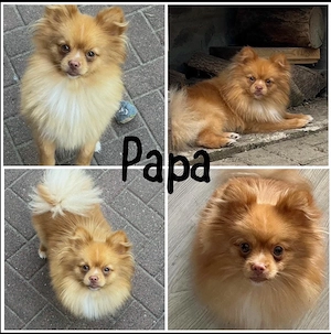 Wurfankündigung Pomchis Chihuahua Pomeranian