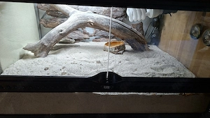 Terrarium Exo Terra 60 x45 x30 mit 2 Pärchen Apothekerskinke 4x