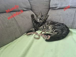 kitten Babykätzchen Katze abzugeben 