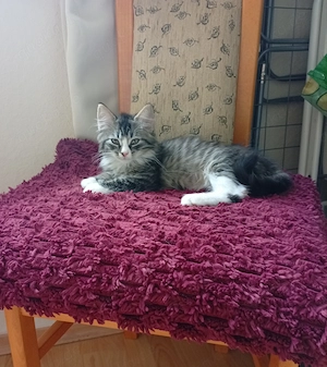 BLH Mix Katerchen