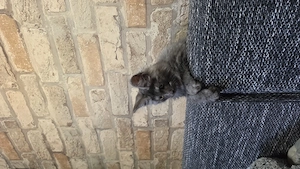 Wunderschöne reinrassige Maine Coon kitten