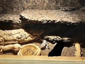 Verkaufe  Tausche 1.1 Leopardgeckos 