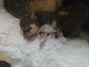 Reinrassige Chihuahua Welpen  Bild 7