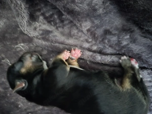 Reinrassige Chihuahua Welpen  Bild 5
